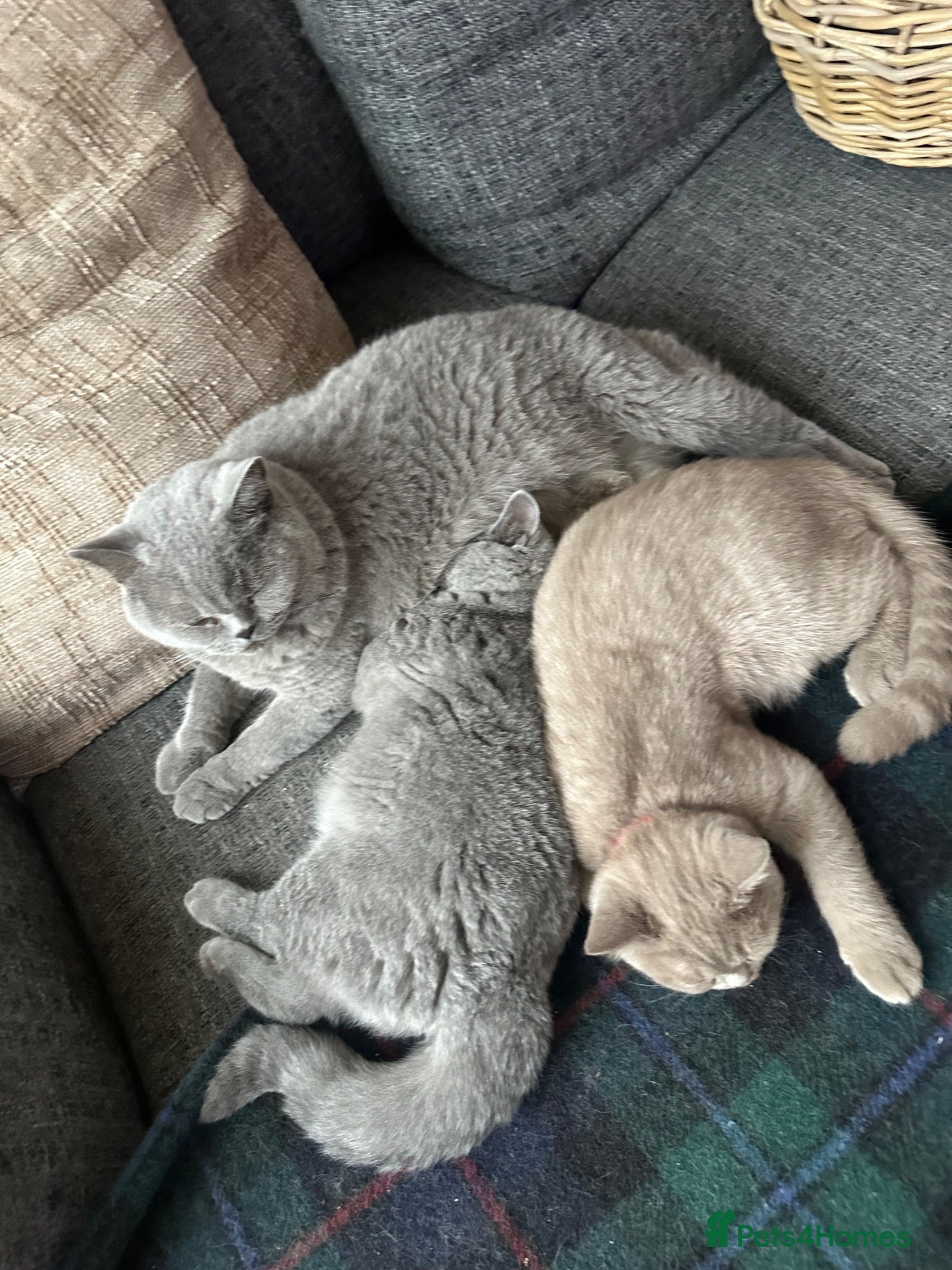 British Shorthair cats British Shorthair GCCF-registered Kittens  - Advert 2