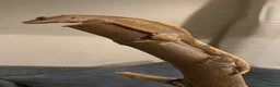 Gecko reptiles for sale: crested gecko in Middlesbrough - Advert 3