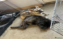 Mixed Breed dogs for sale: Shadow  - Image 5