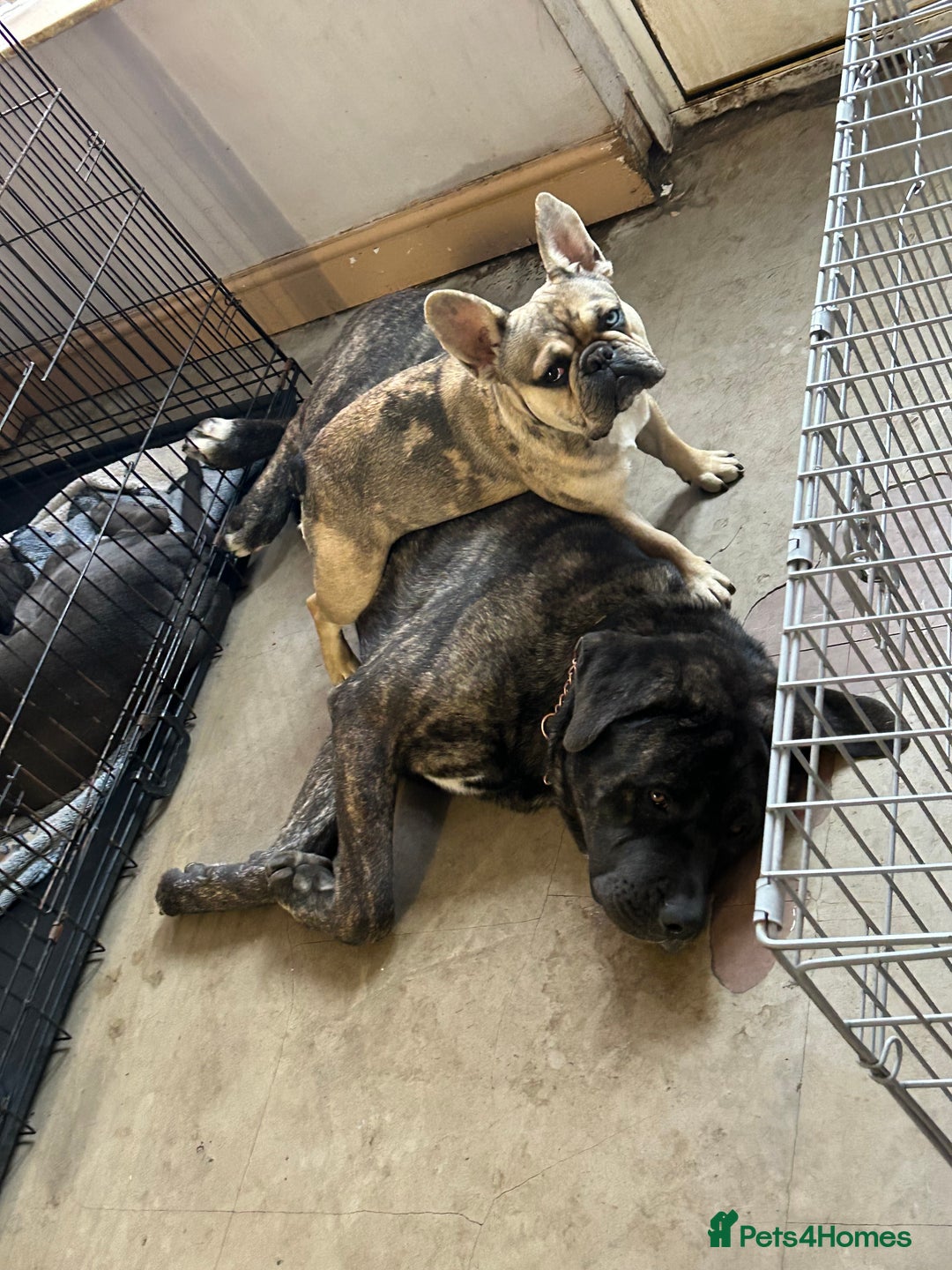 Mixed Breed dogs for sale: Shadow  - Image 5