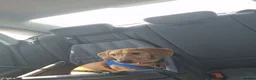 Dachshund dogs for sale: 3 year old dachshund  in Luton - Advert 1