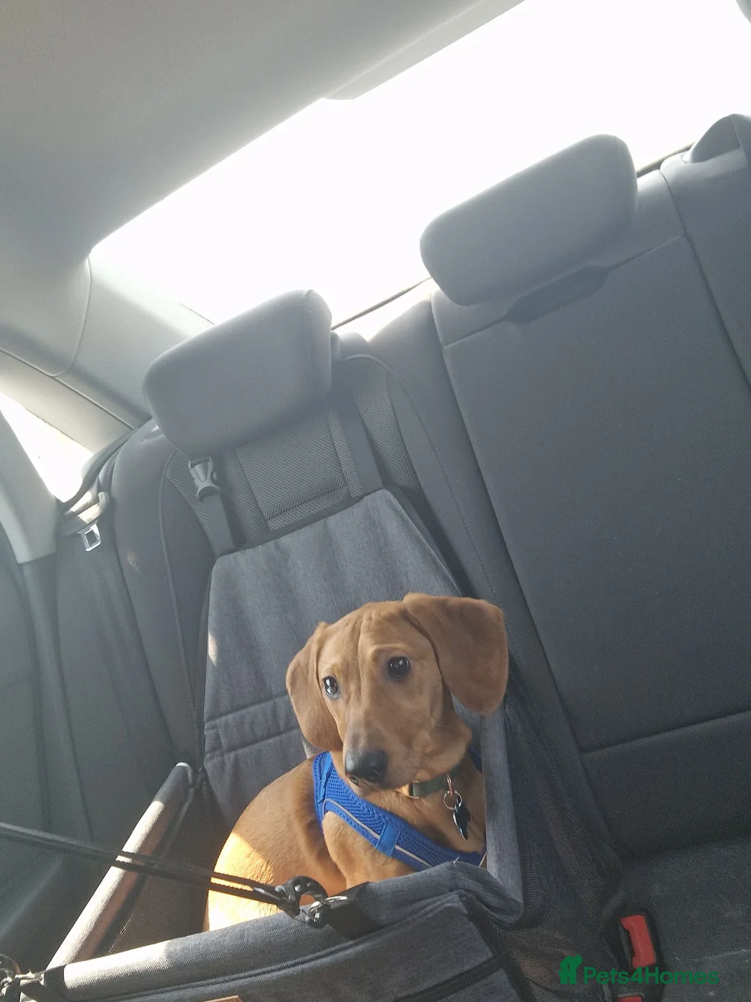 Dachshund dogs for sale: 3 year old dachshund  in Luton - Advert 1