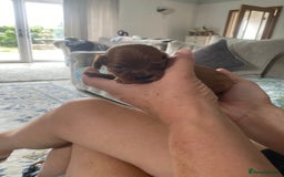 Cavapoo dogs for sale: Beautiful Tiny Cavapoos  - Image 23