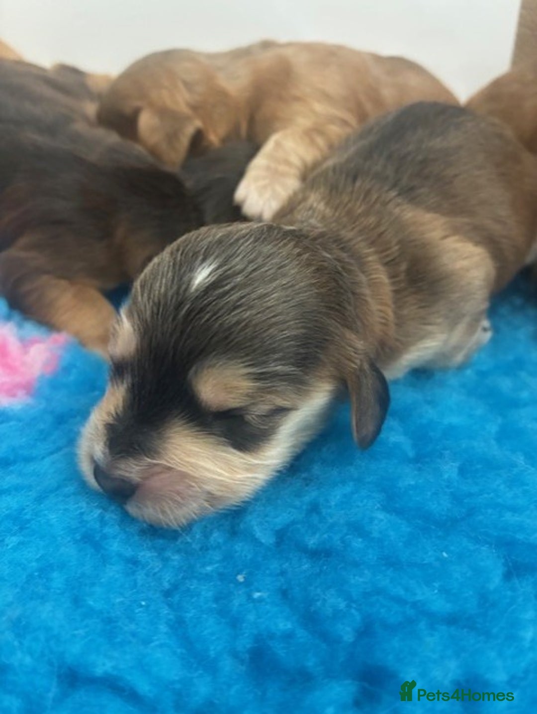 Cockapoo dogs for sale: 👑 Stunning F1 Cockapoo puppies 👑 - Image 7