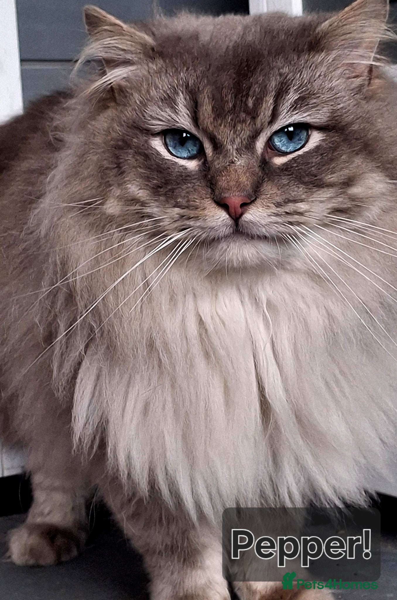 Ragdoll cats TICA Outstanding Blue Lynx mitted Ragdoll for STUD - Advert 4