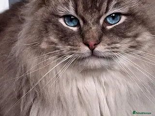 Ragdoll cats TICA Outstanding Blue Lynx mitted Ragdoll for STUD - Advert 7