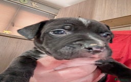 Mixed Breed dogs for sale: Beautiful American bulldog x staffie puppies  - Image 16