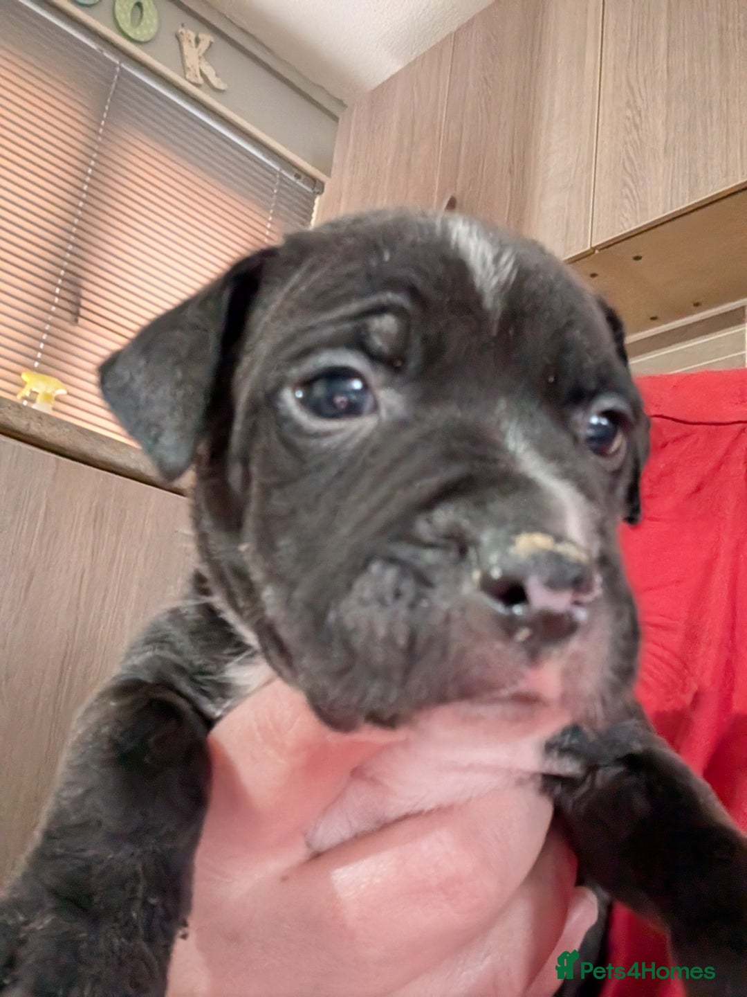 Mixed Breed dogs for sale: Beautiful American bulldog x staffie puppies  - Image 16