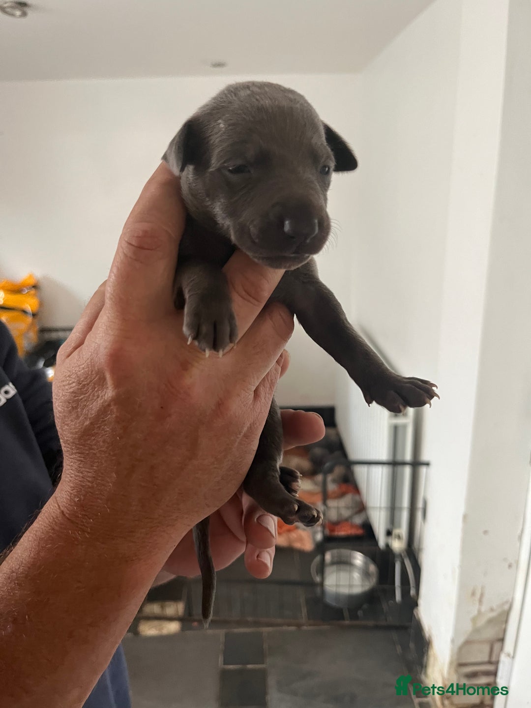 Whippet dogs for sale: KC registered Whippet pups - Image 10