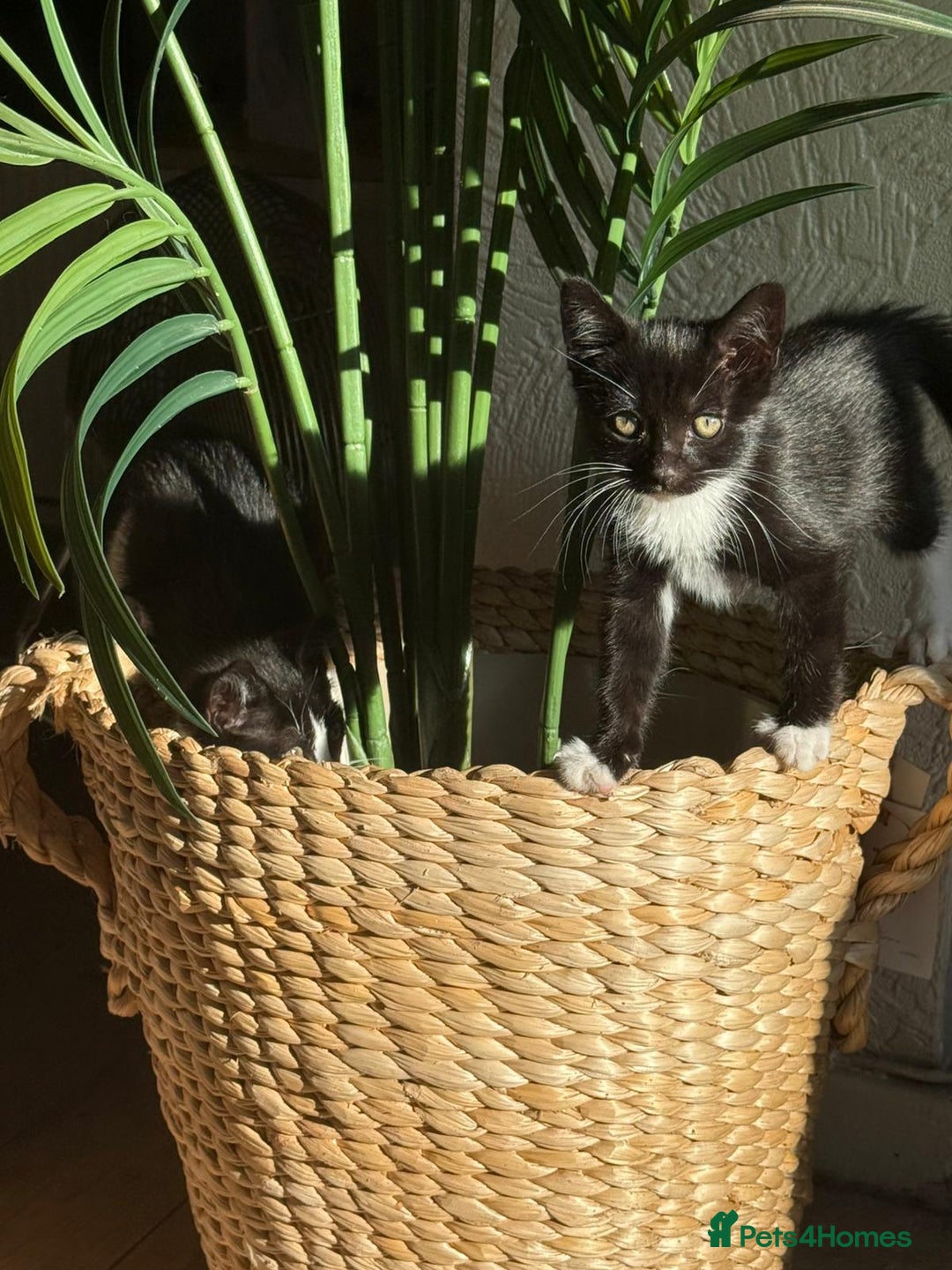 Mixed Breed cats for sale: 2 cutie kittens for sale  - Image 2