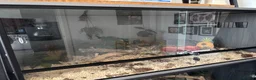 King Snake reptiles for sale: Female Mexican Black King Snake in Paignton - Advert 5