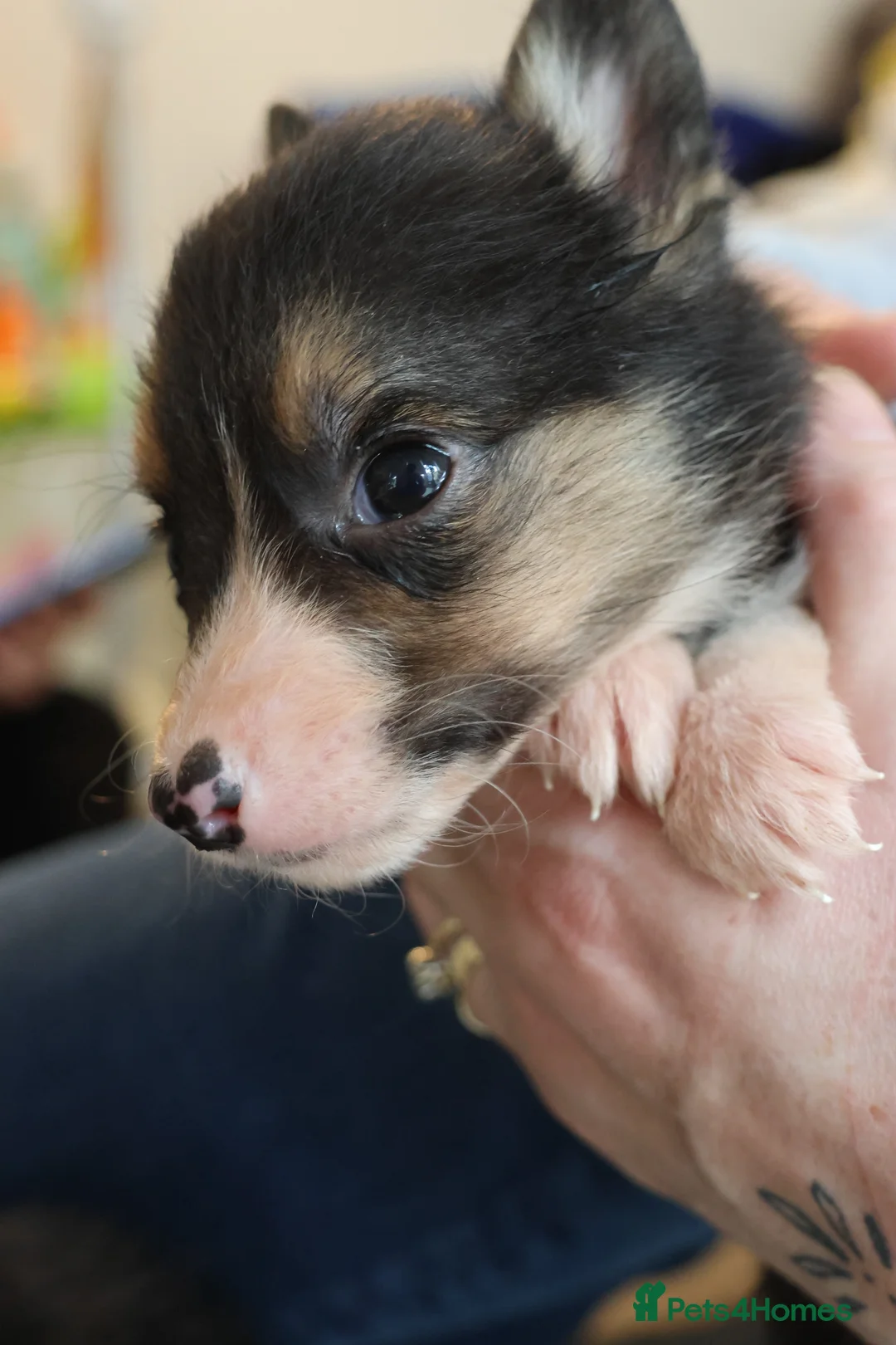 Border Collie dogs for sale: Border Collie Pups - Ellesmere Port - Advert 11