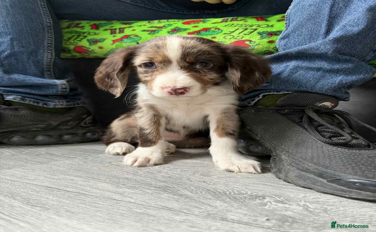 Cocker Spaniel dogs Cocker spaniel puppies - Advert 12