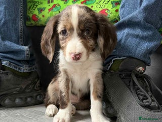 Cocker Spaniel dogs Cocker spaniel puppies - Advert 17