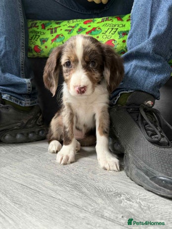 Cocker Spaniel dogs Cocker spaniel puppies - Advert 12