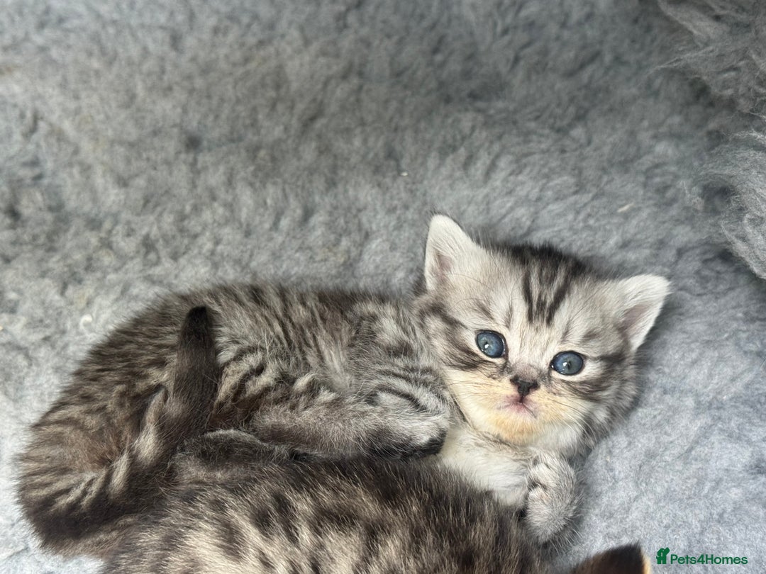 Scottish Fold cats for sale: Scottish straights  - Image 22