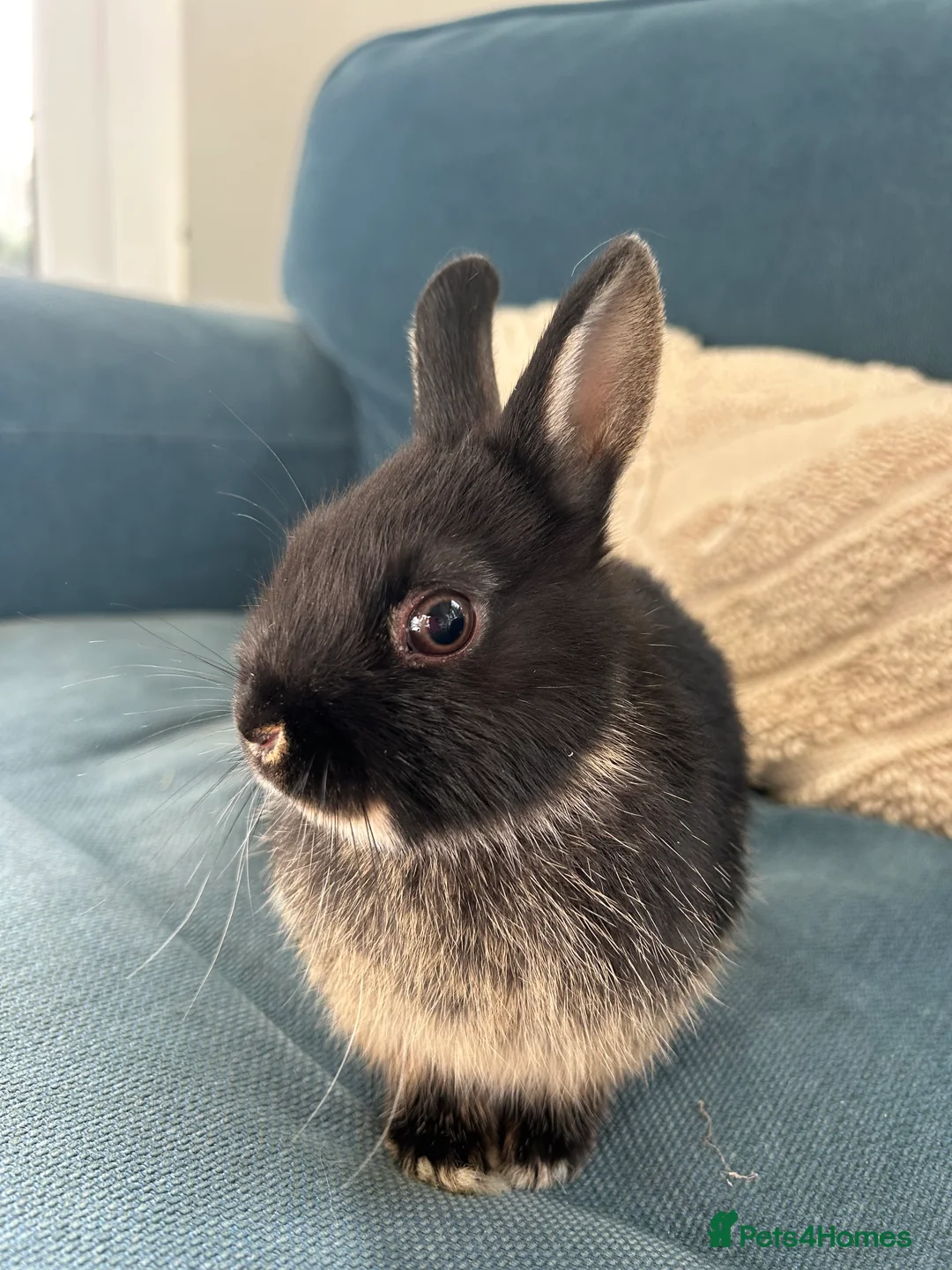 Netherland Dwarf rabbits for sale: 4 female purebred Netherland Dwarf Rabbits  - Advert 8