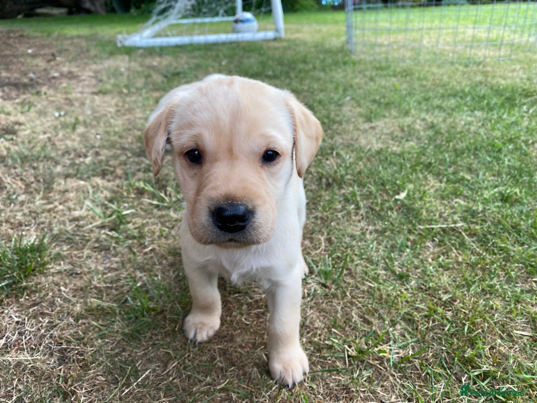 Labrador Retriever dogs for sale: Pedigree Labrador Puppies For Sale - Image 14