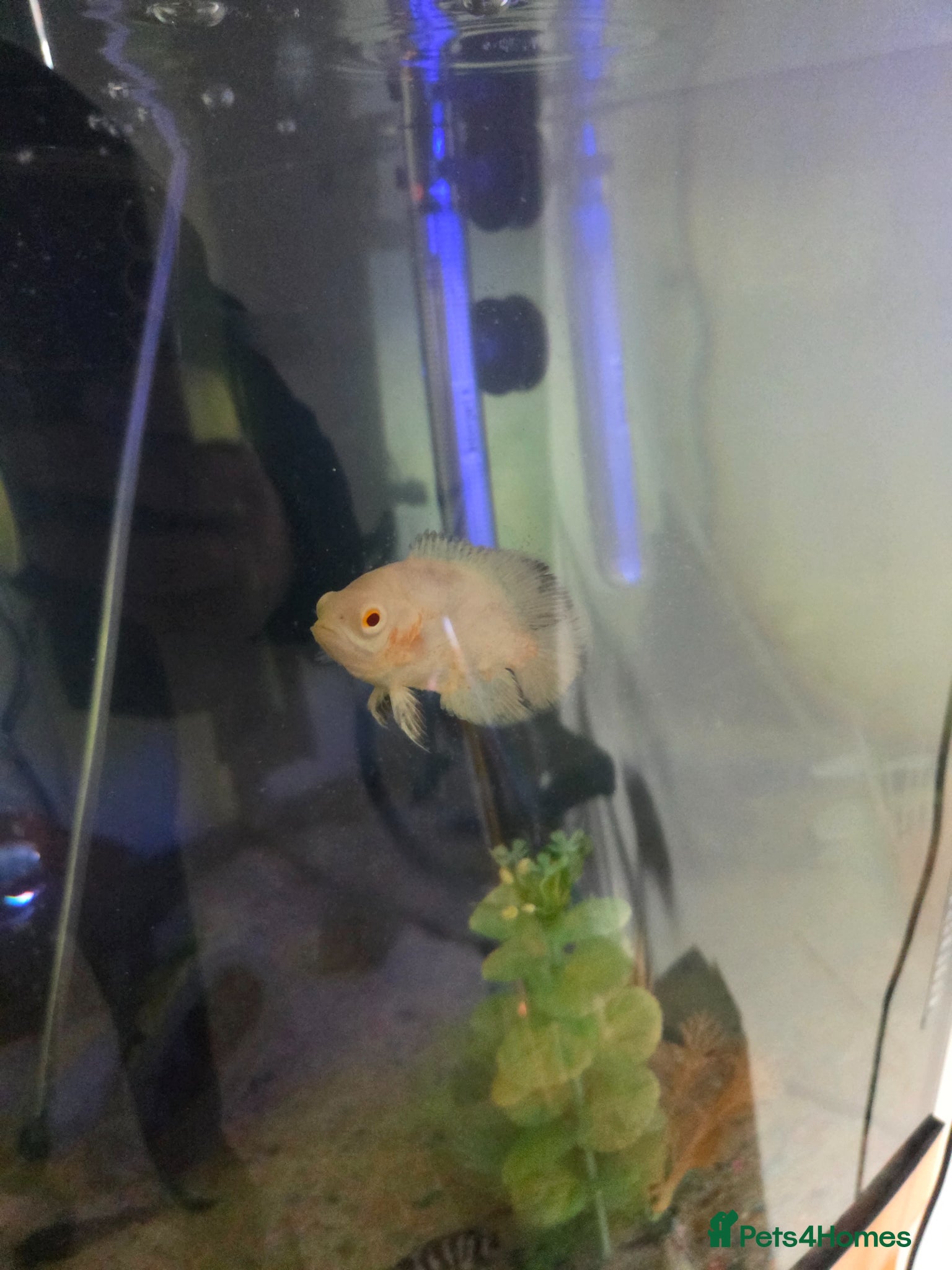 Other/Mixed Breed fish Mixed tropical fish  - Advert 4