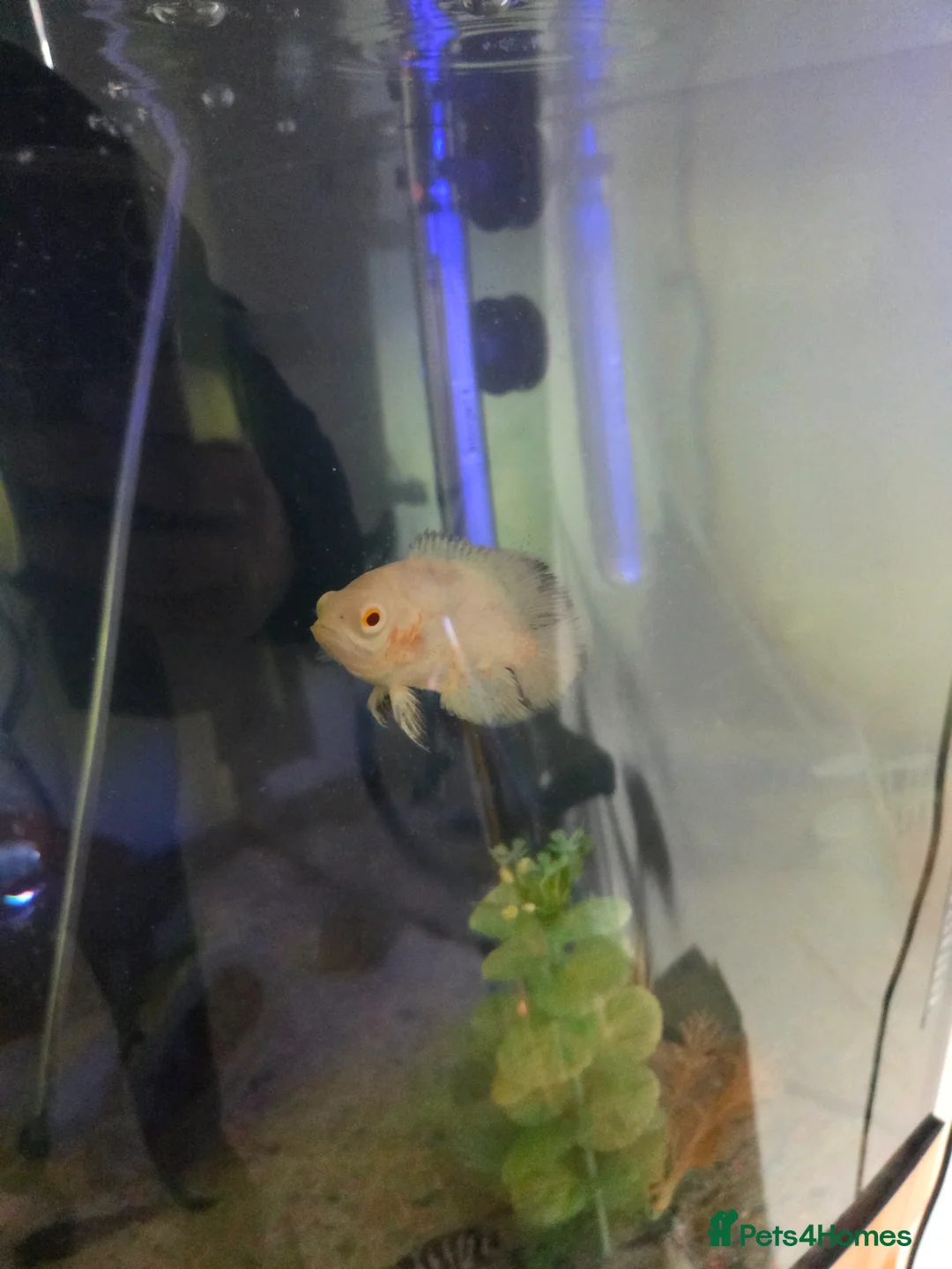 Other/Mixed Breed fish for sale: Mixed tropical fish  in Wigan - Advert 1