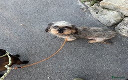 Dachshund dogs for sale: Wire haired dachshund puppies  - Advert 17