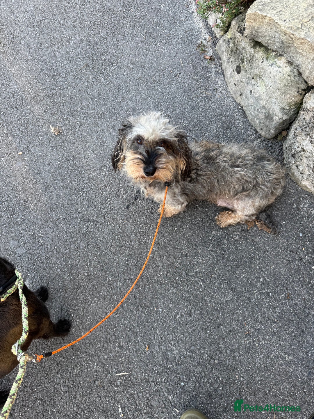 Dachshund dogs for sale: Wire haired dachshund puppies  - Advert 17