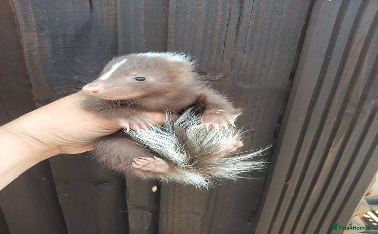 Mixed Breed rodents - Advert 3