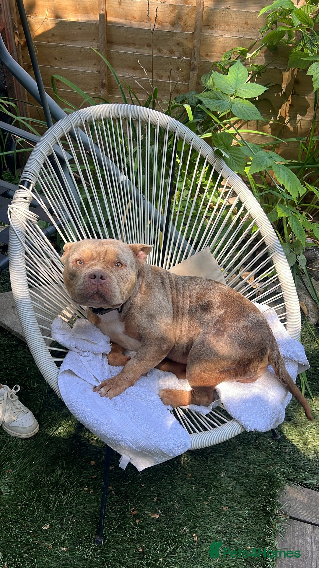 American Bully dogs for sale: Micro Pocket Bully Tri merle - Image 2