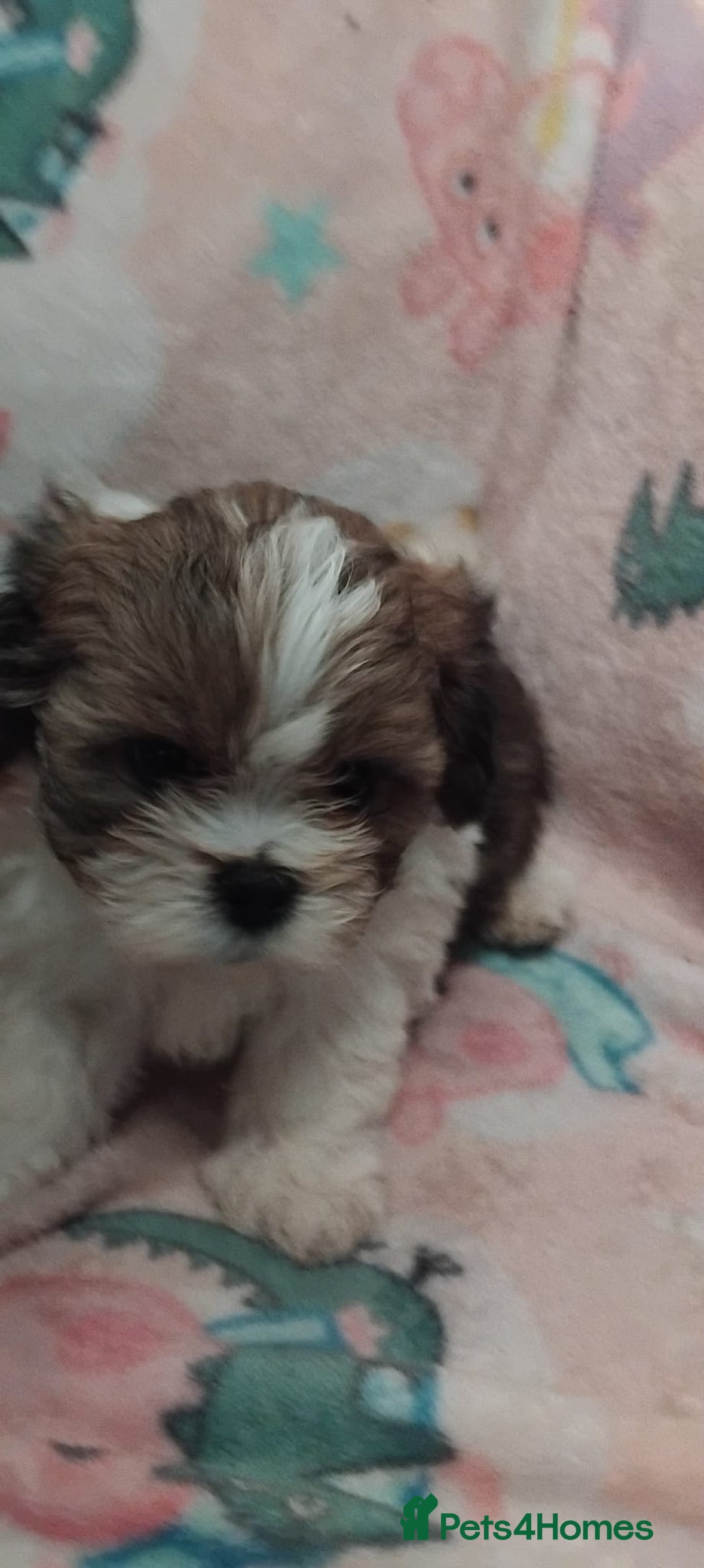 Lhasa Apso dogs for sale: 2 girl lahsa apso puppies for sale  - Advert 4