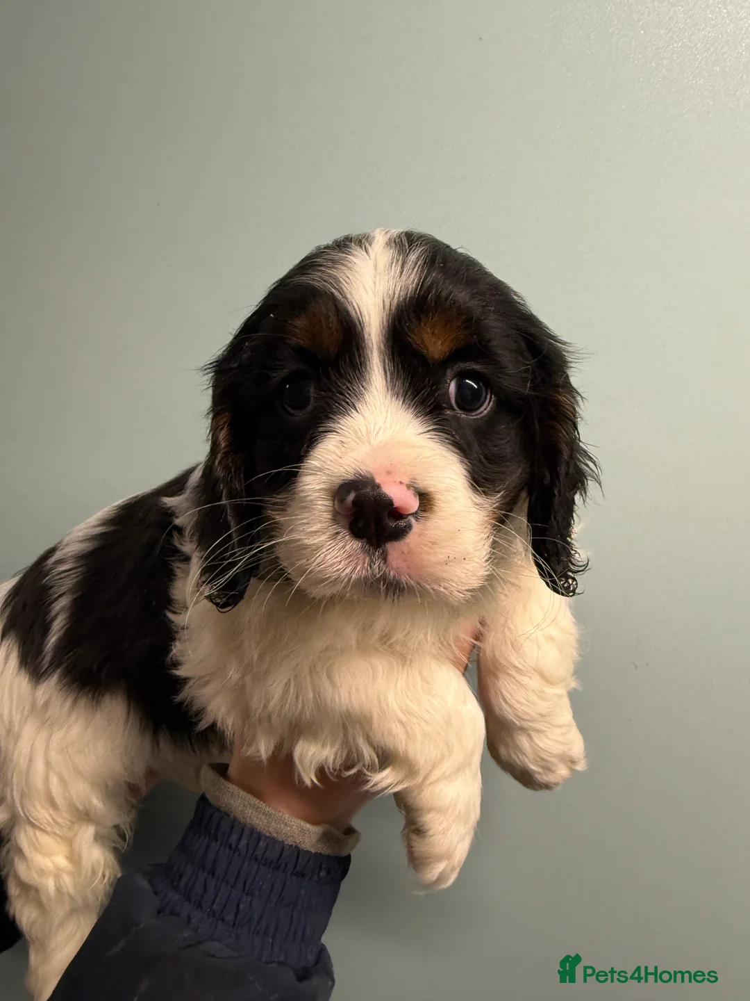 Mixed Breed dogs for sale: Ready Now Cracking Cockalier Boys  - Advert 3