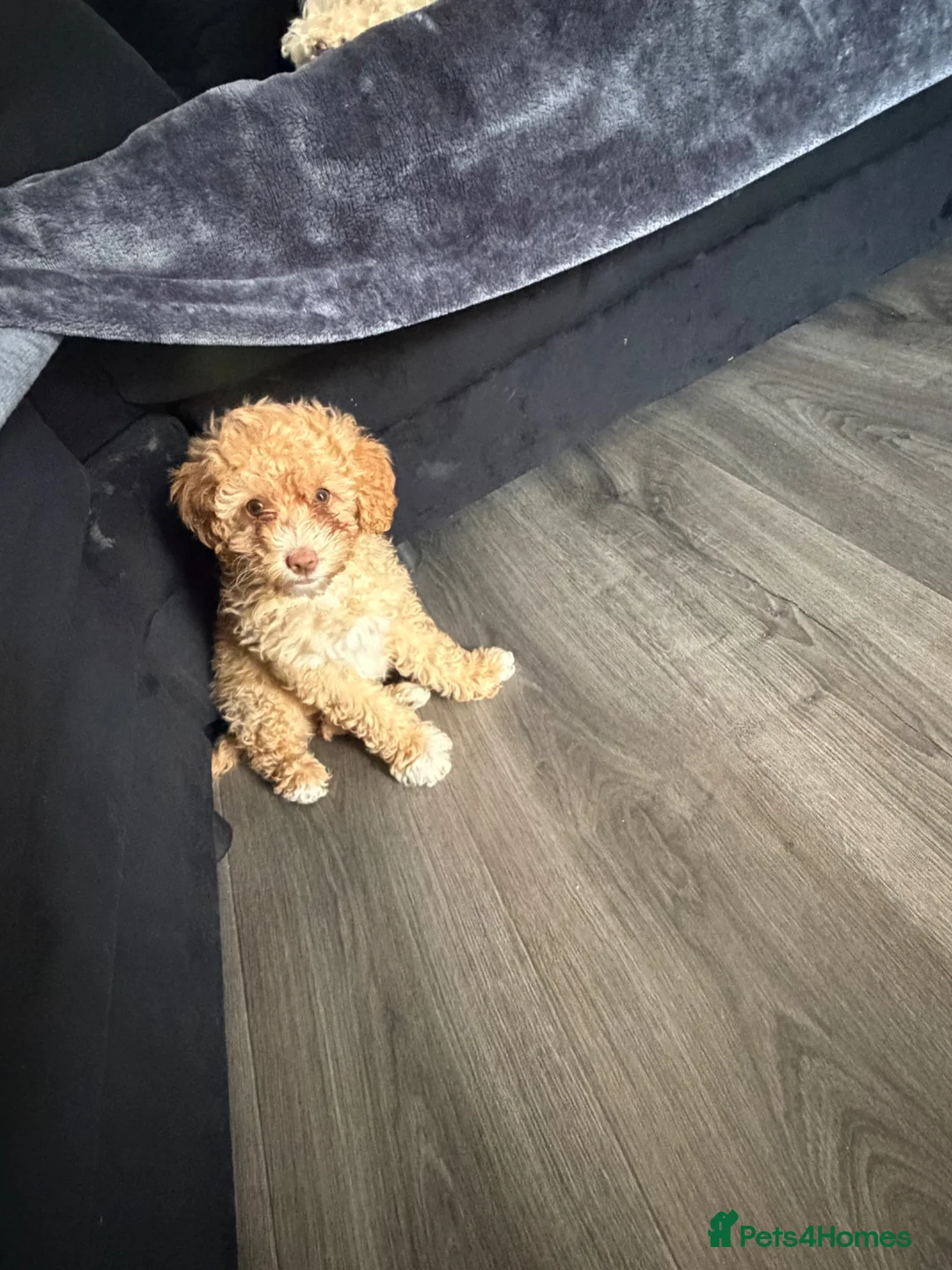 Mixed Breed dogs for sale: Toy/ miniature poodle  - Advert 1