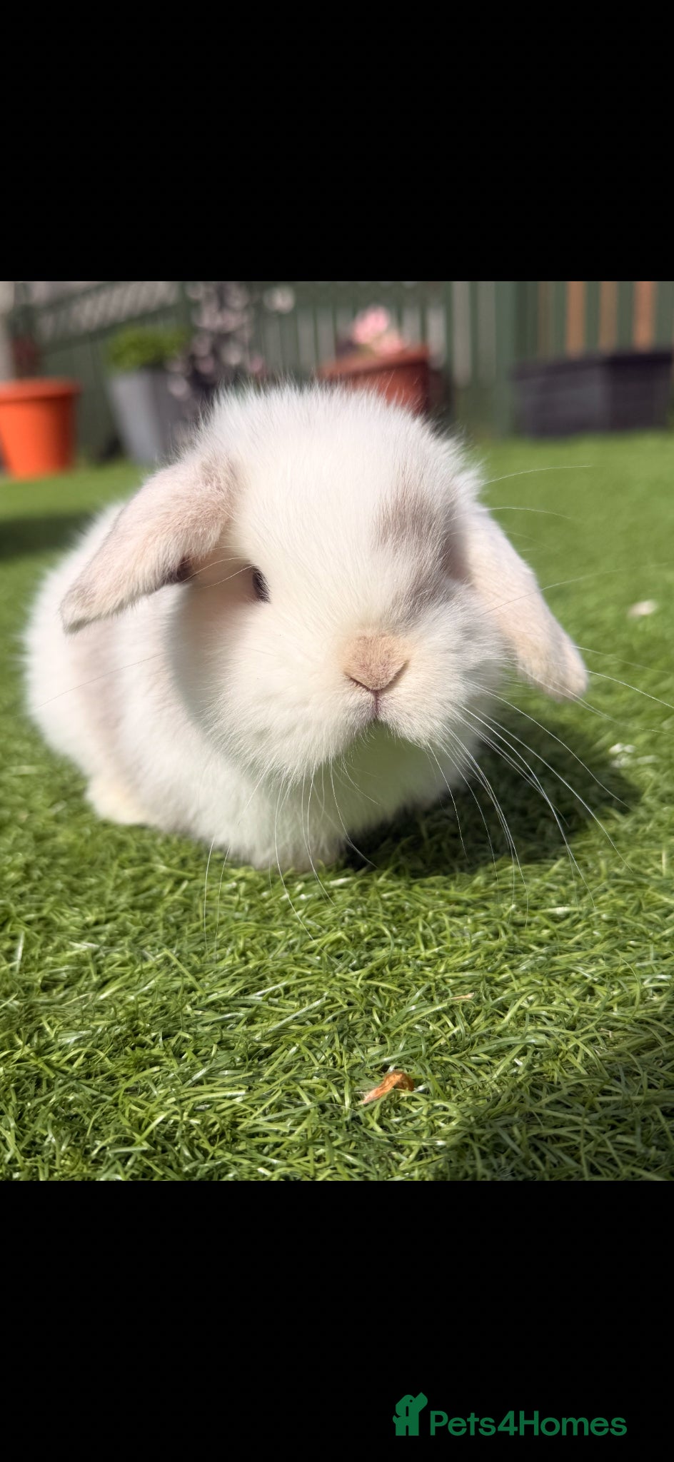 Mini Lop rabbits MINI LOP BABIES  - Advert 15