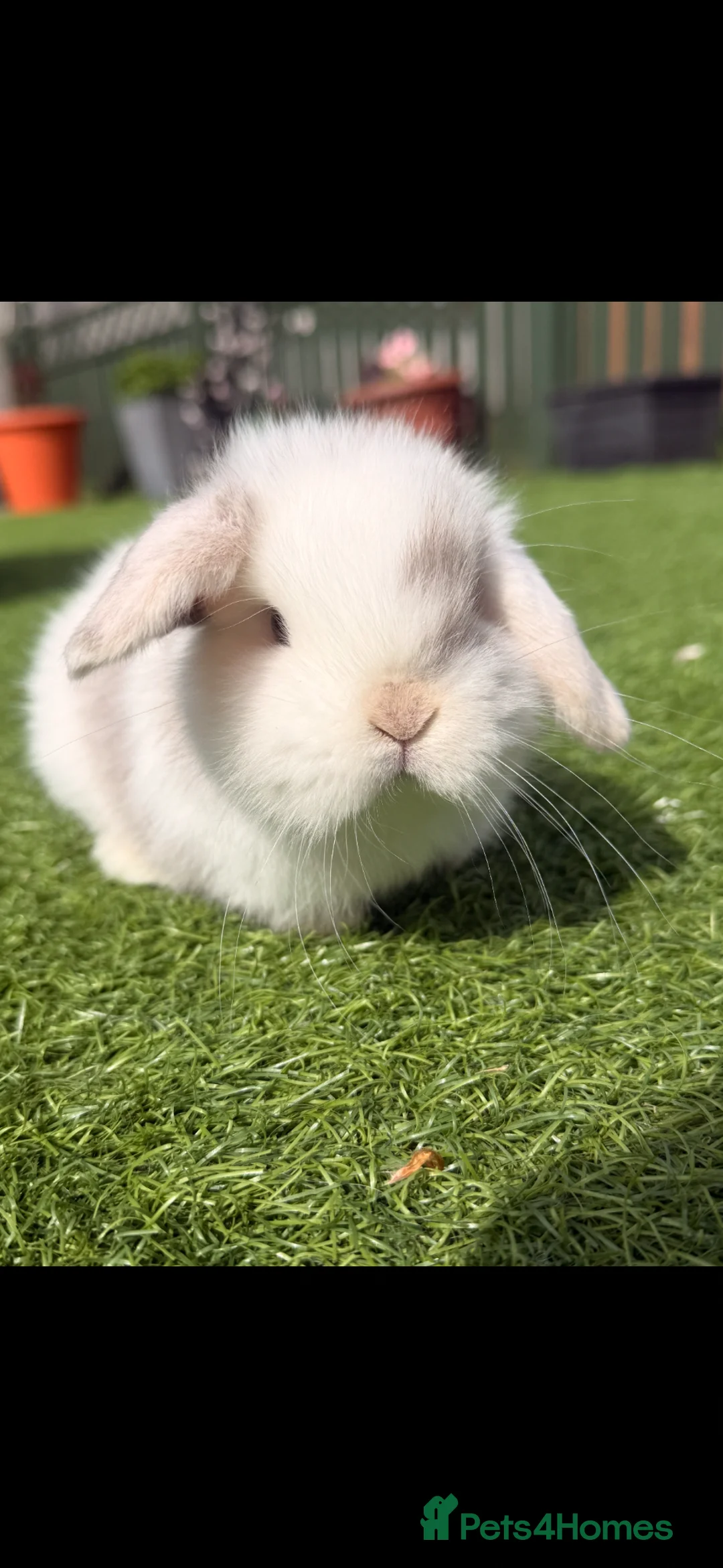 Mini Lop rabbits for sale: MINI LOP BABIES  in Airdrie - Advert 1