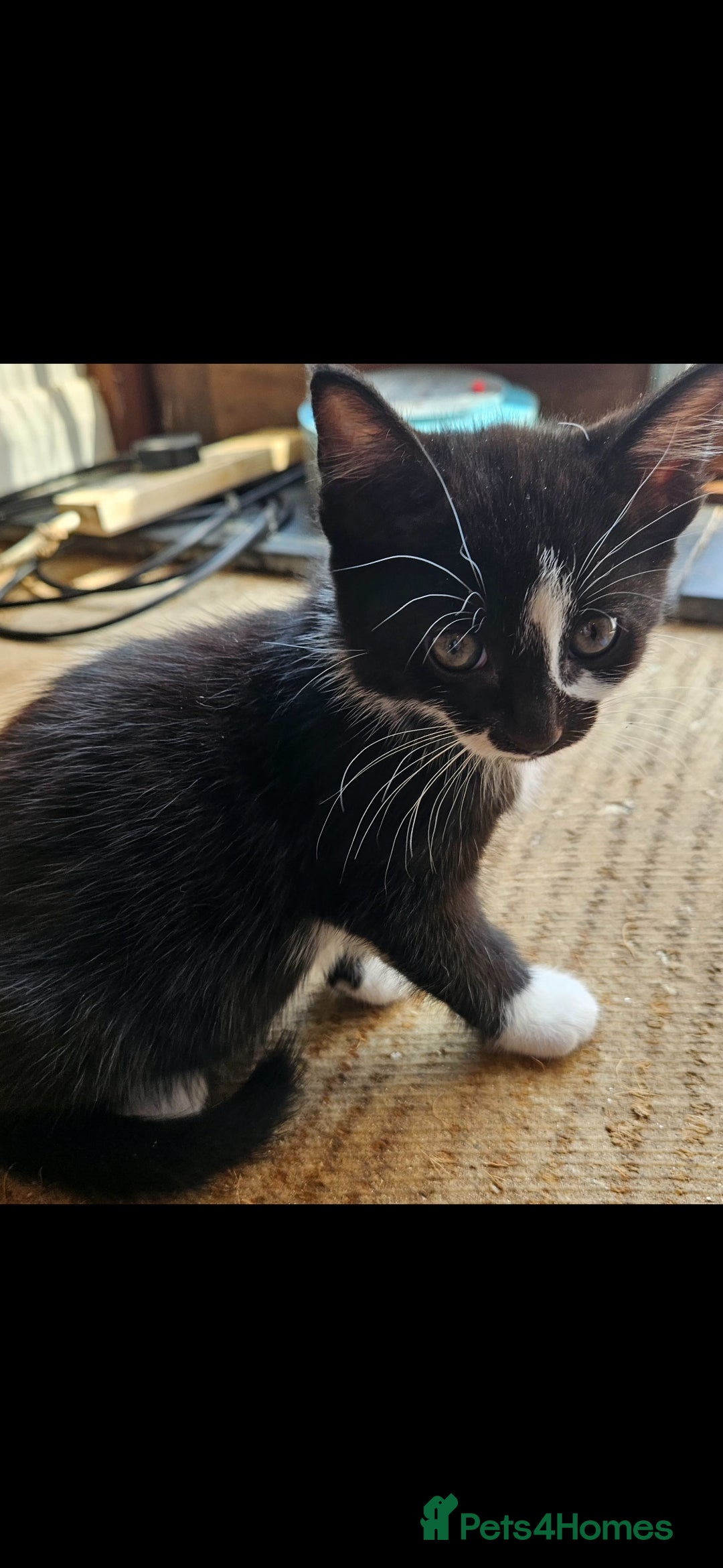 Mixed Breed cats for sale: Beautiful long haired mixed breed kittens  - Image 7