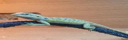 Bearded Dragon reptiles for sale: Baby bearded dragons  - Advert 6