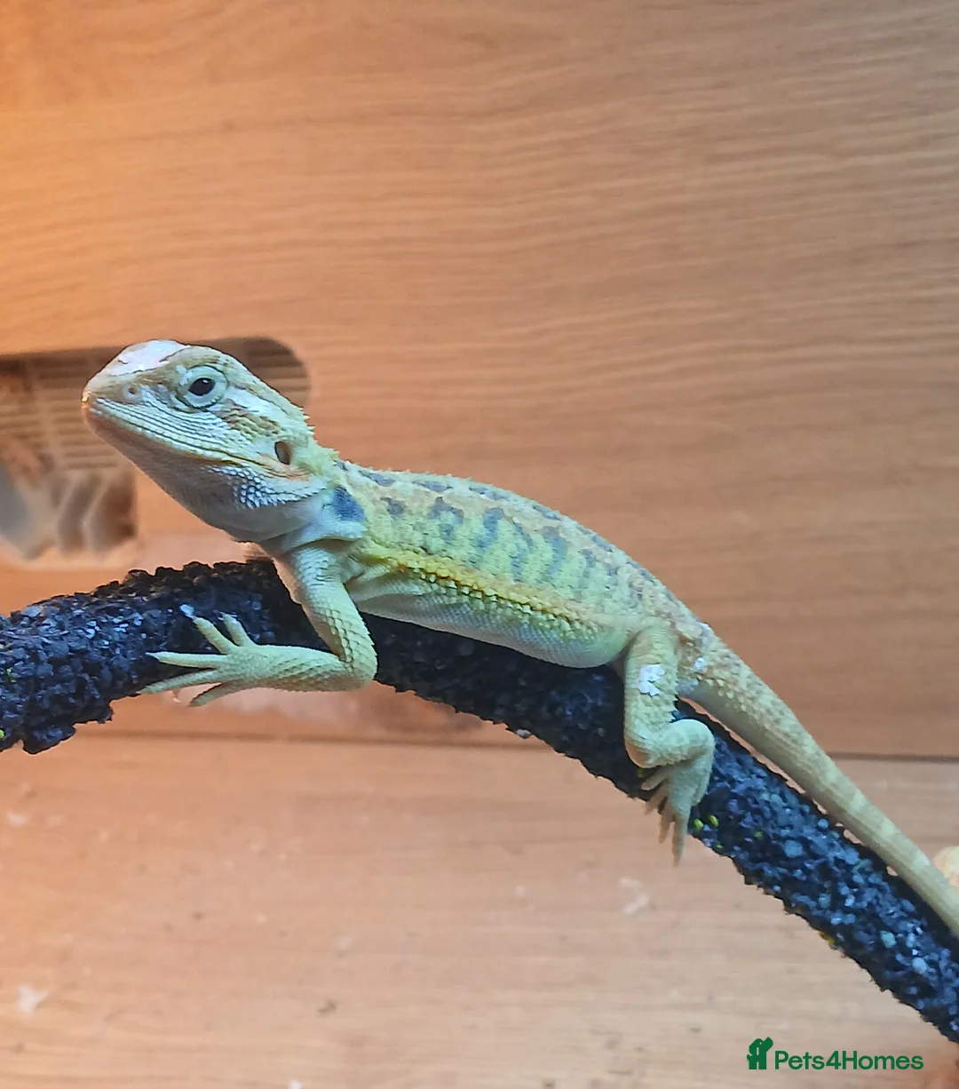 Bearded Dragon reptiles for sale: Baby bearded dragons  - Advert 6