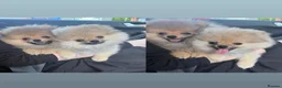 Pomeranian dogs for sale: 2 Gorgeous X-Small Pom Girls  - Advert 8