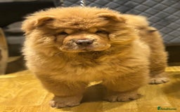 Chow Chow dogs for sale: 5 TOP QUALITY CHOWS 🦁🏡 (REDUCED) - Image 1