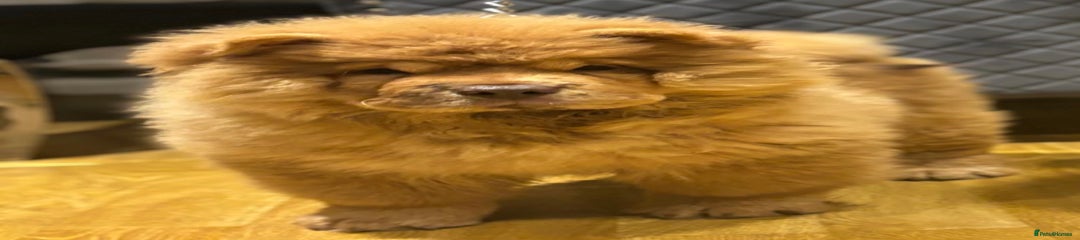 Chow Chow Puppy 3