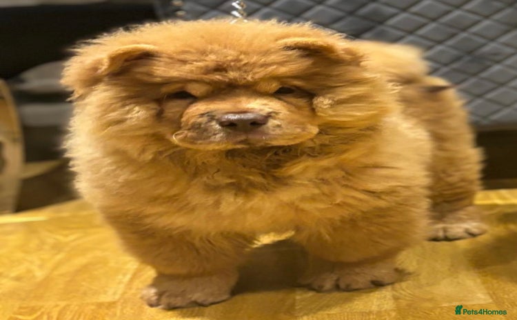 Chow Chow dogs - Advert 1
