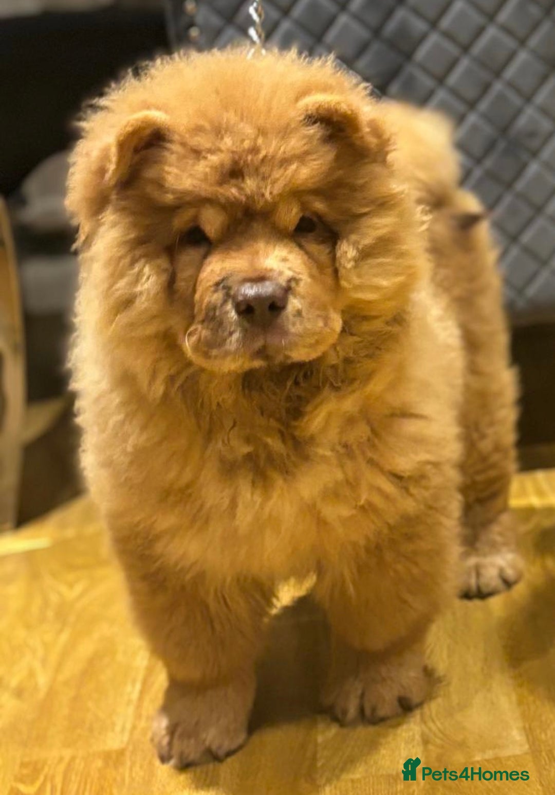 Chow Chow dogs for sale: 5 TOP QUALITY CHOWS 🦁🏡 (REDUCED) - Image 1