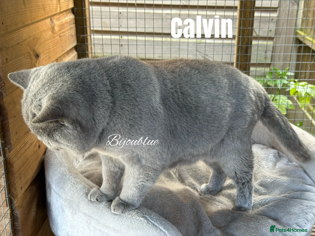 British Shorthair cats for stud: ⭐️ Russian Imported Stud ⭐️ - Advert 2