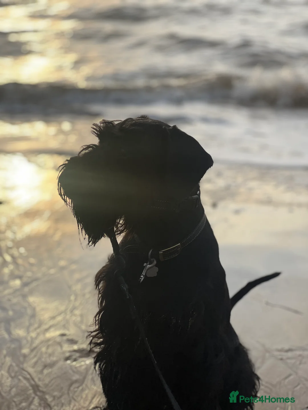 Schnauzer dogs for sale: Standard schnauzer aged 2 1/2 Boy  - Advert 12