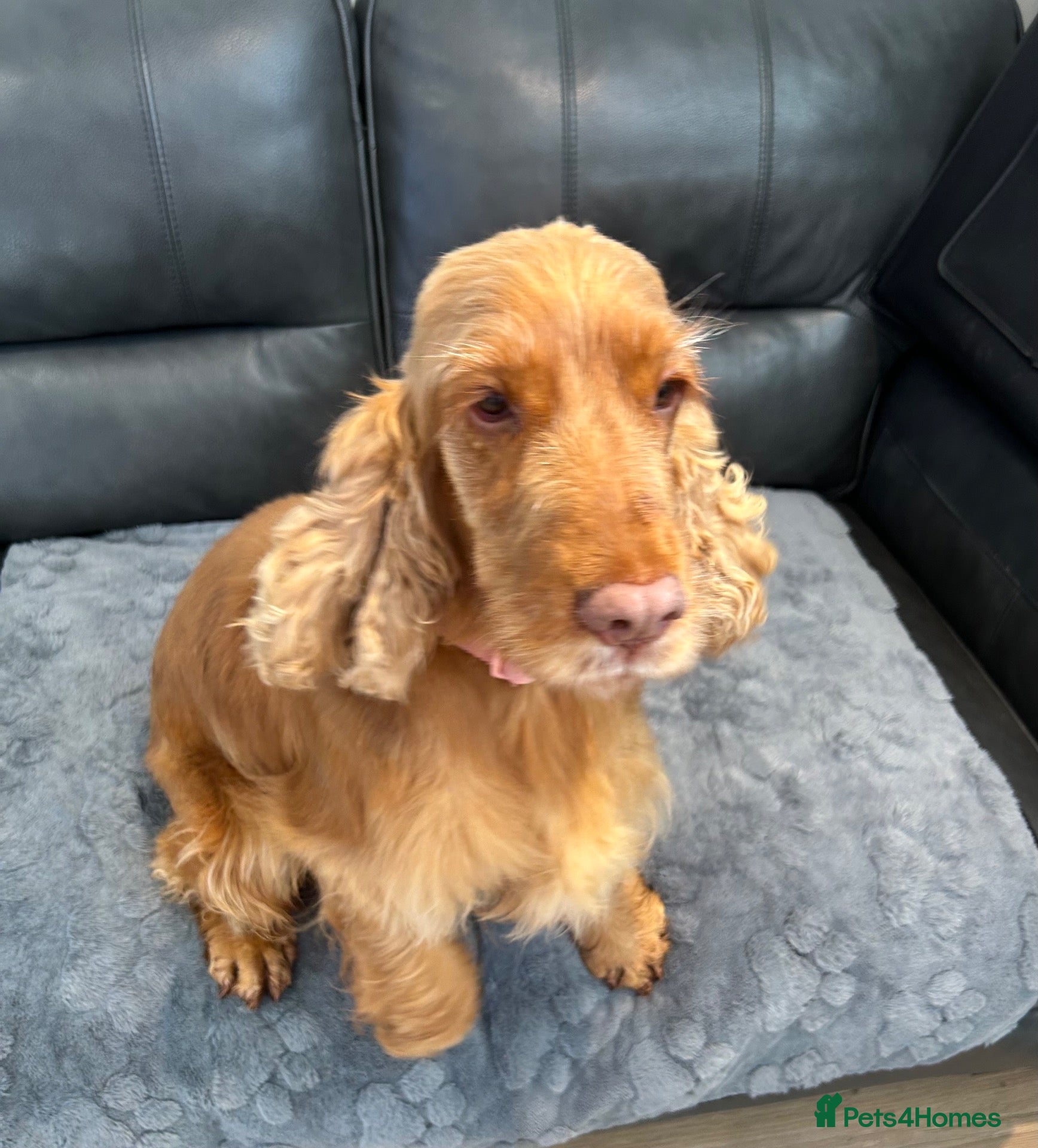 Cocker Spaniel dogs Golden show cocker lady for a 5 ⭐️ home 🏡  - Advert 3
