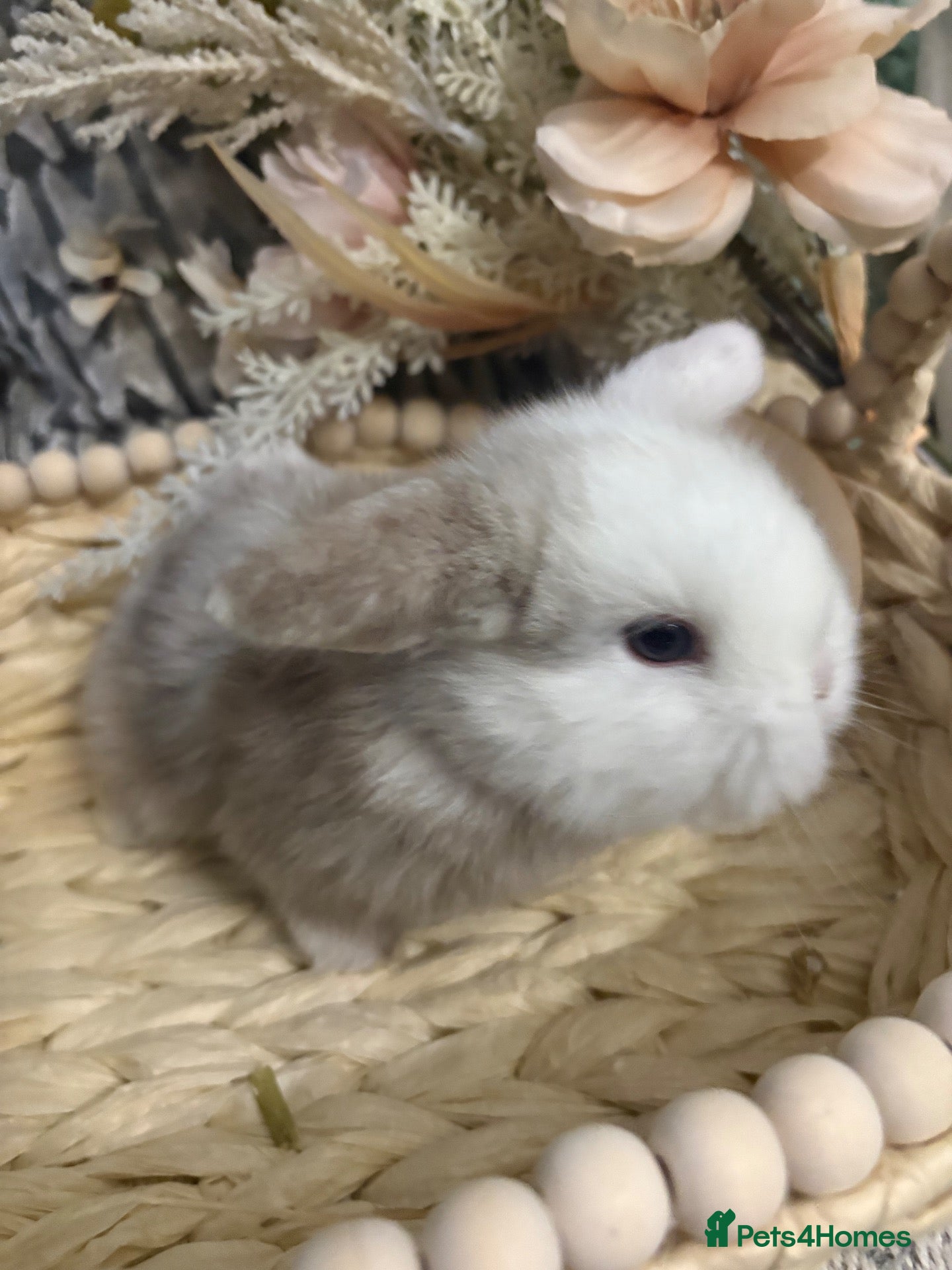 Mini Lop rabbits for sale: Stunning pure bred Mini Lop babies  - Advert 10