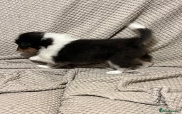 Rough Collie dogs for sale: BEST LAST AVAILABLE PUPPY MALE HEALTH DNA CLEAR  - Image 8