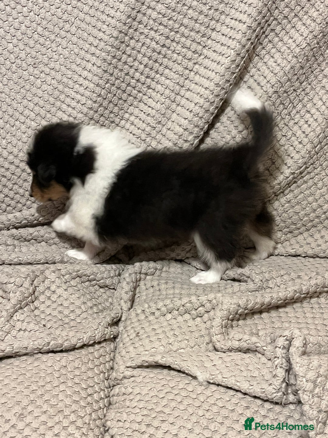 Rough Collie dogs for sale: BEST LAST AVAILABLE PUPPY MALE HEALTH DNA CLEAR  - Image 8