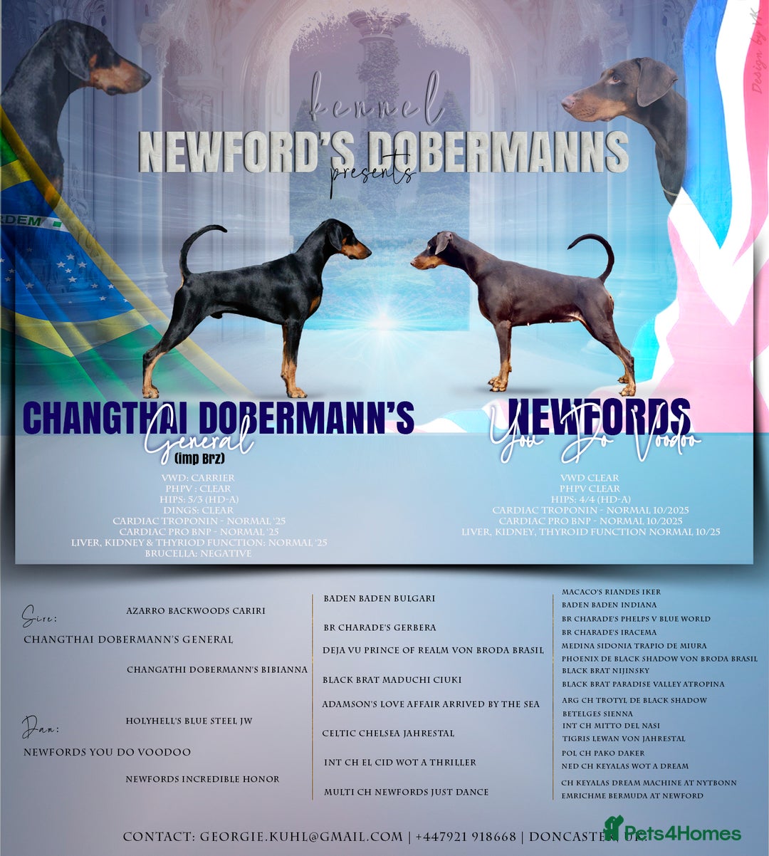 Dobermann dogs for sale: KC reg dobermann puppies health tested parents  - Advert 11