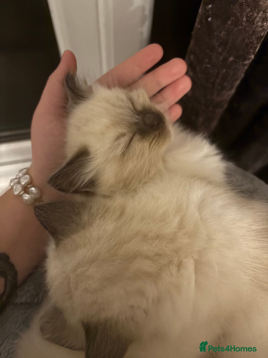 Ragdoll cats for sale: Beautiful ragdoll kittens for sale  - Image 6