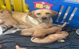 Labrador Retriever dogs for sale: Kc fox red Labradors - Image 1